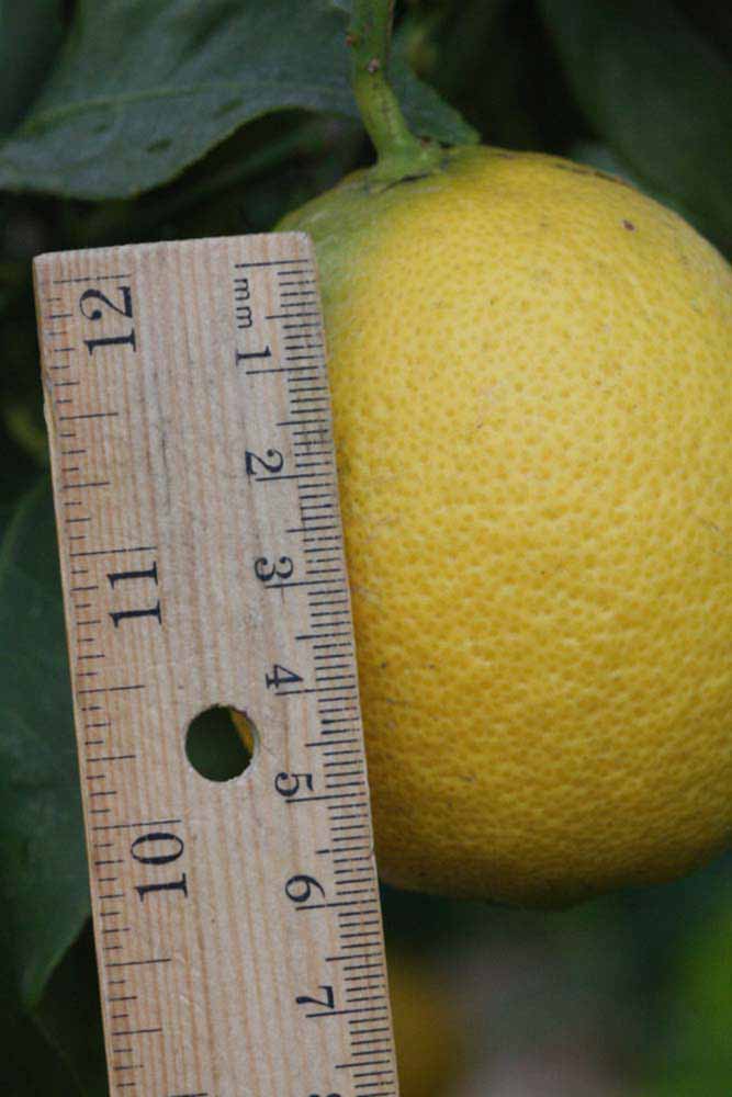              Fruit (Riverside, CA)       